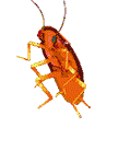 A rotating rgb cockroach bug